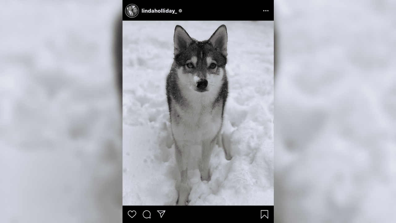 La raza del perro de Belichick es un Alaskan Klee Kai, un canina de tipo spitz proveniente de Estados Unidos de América. "Klee Kai" deriva del idioma Athabaskan, cuyo significado es "perro pequeño".