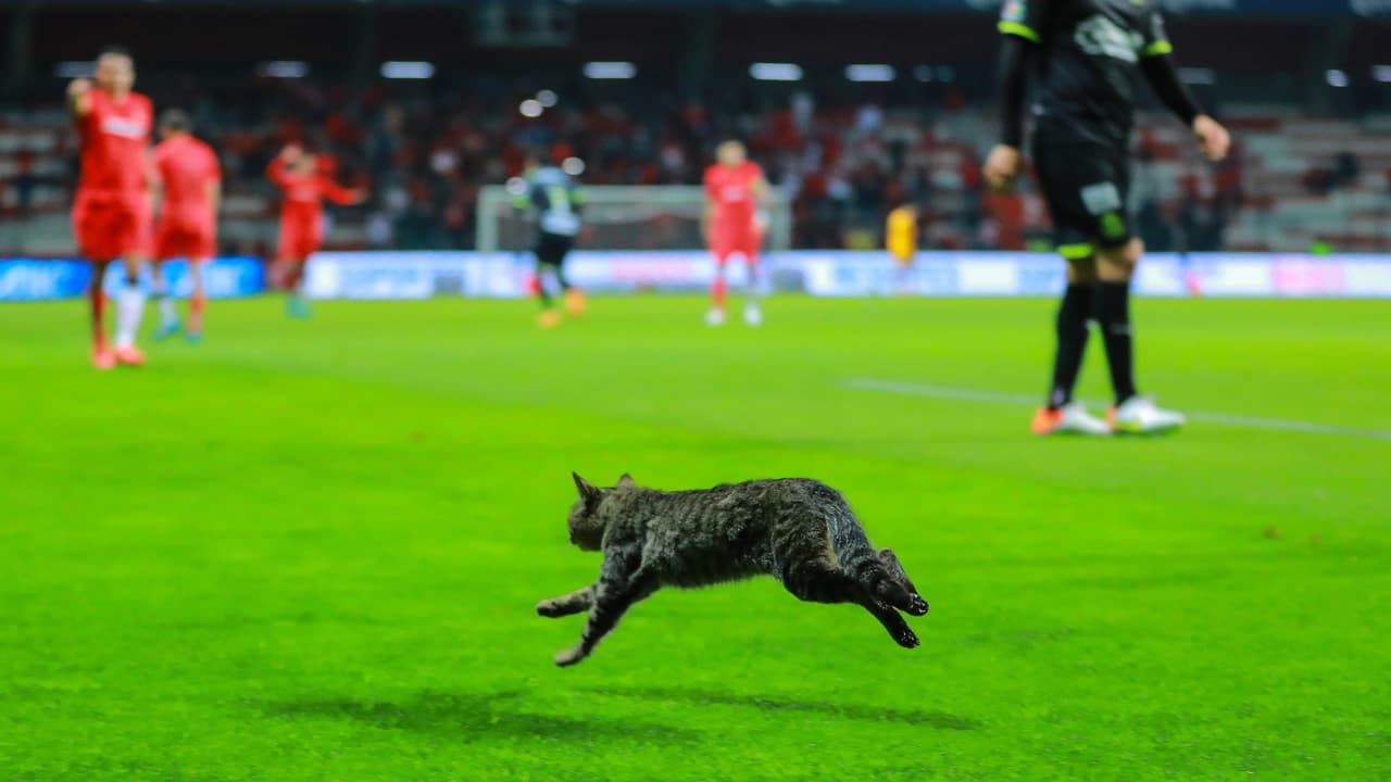 ¿Gato de la mala suerte para Chivas en Toluca?