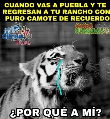 Puebla consiguió un gran resultado contra el actual campeón de la Liga MX y las redes sociales reaccionaron.