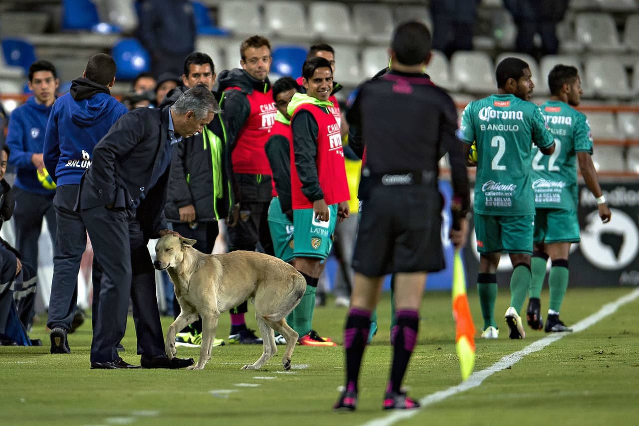El can corrió por el terreno de juego y hasta se hizo amigo del director técnico de Jaguares, Sergio Bueno, quien lo recibió cariñosamente en su área; momentos más tarde se metió hasta el vestidor de los Tuzos, donde se posó con toda comodidad.