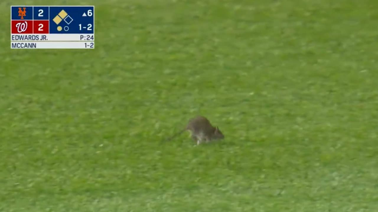 Una rata aparece en el Washington Nationals vs. New York Mets