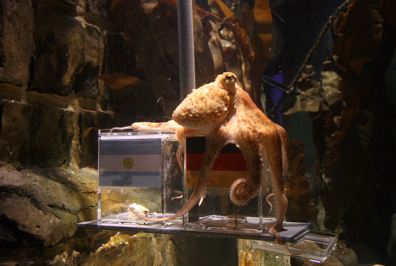 El pulpo Paul se ganó la fama mundial por su cantidad de aciertos durante el Mundial de Sudáfrica en 2010 y antes en la Eurocopa de 2008.