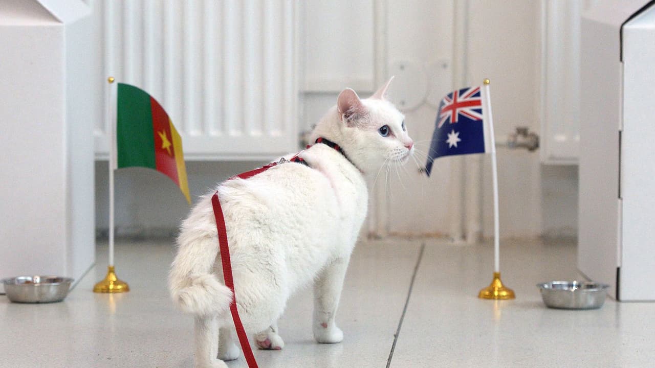 Un gato sordo, que ya falló en la Confederaciones, es el oráculo oficial del Mundial de Rusia