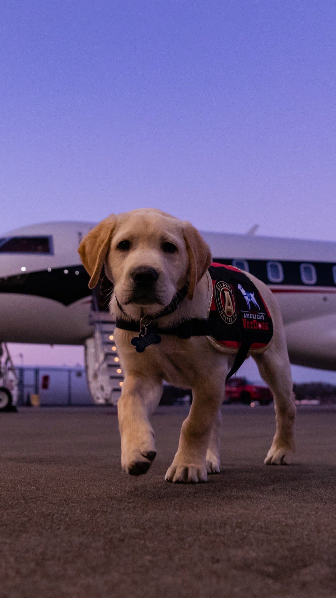 Él es Spike, el perro que busca servir como entrenamiento de perros y porta con gusto la playera del Atlanta United. Su misión es ayudar en algún momento a ayudar a un veteranos que lo necesiten.