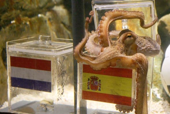Sabemos que el pulpo Paul fue la figura a nivel mundial, pero todas sus predicciones durante el Mundial de Sudáfrica 2010 resultaron en favor de selecciones del Viejo Continente. 8 vaticinios correctos y cinco de ellos apostando por el triunfo de su 'natal' Alemania, uno con Serbia y dos para España, incluído el de la Final.