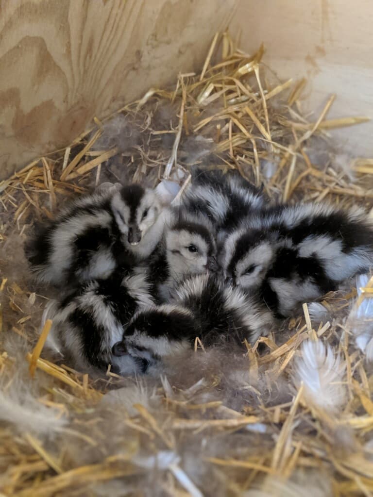 Madres novatas: Zoológico de Filadelfia presume las primeras crías de algunos de sus animales