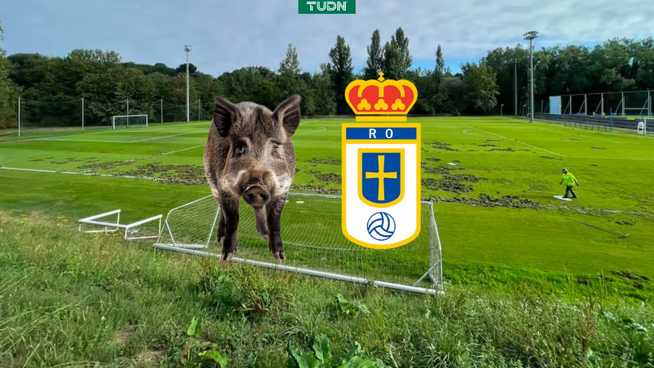 Real Oviedo sufre ataque de jabalíes y su campo queda destruido