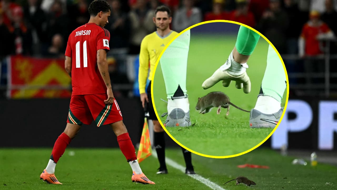 ¡Insólito! Una rata invade el Gales vs. Bélgica y detiene el partido