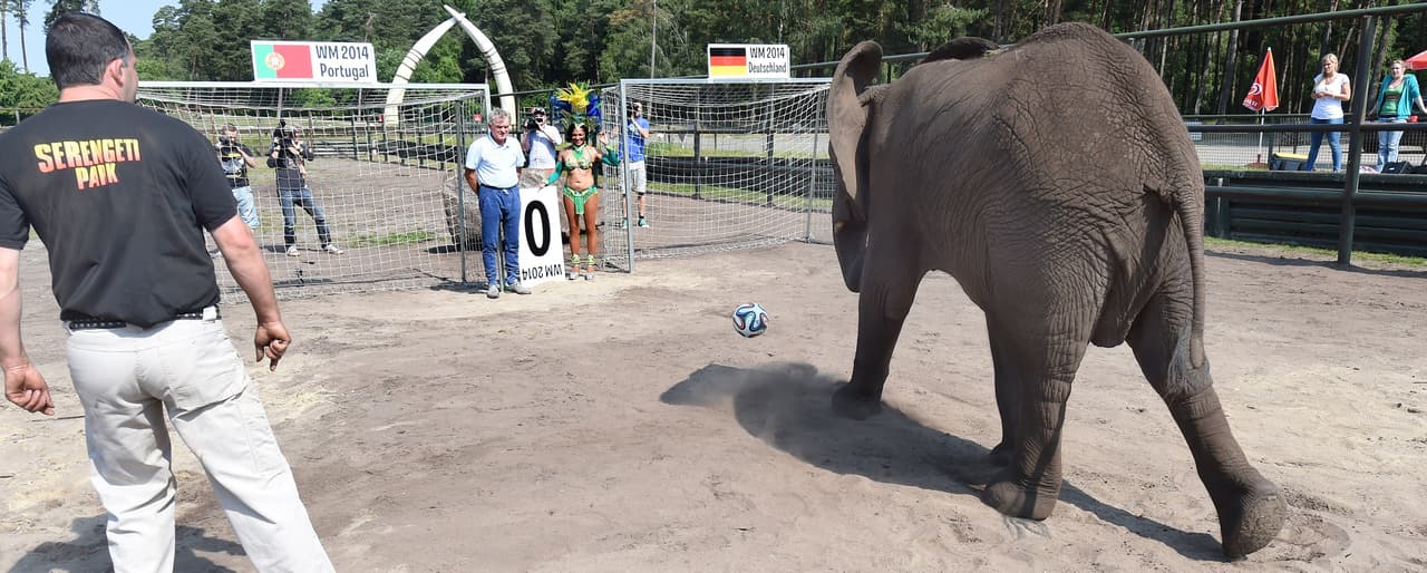 En Brasil-2014, un elefante adivinó quién sería el campeón del Mundial, atinando los resultados hasta el final. PETA protestó por lo que consideraron un abuso contra el animal.