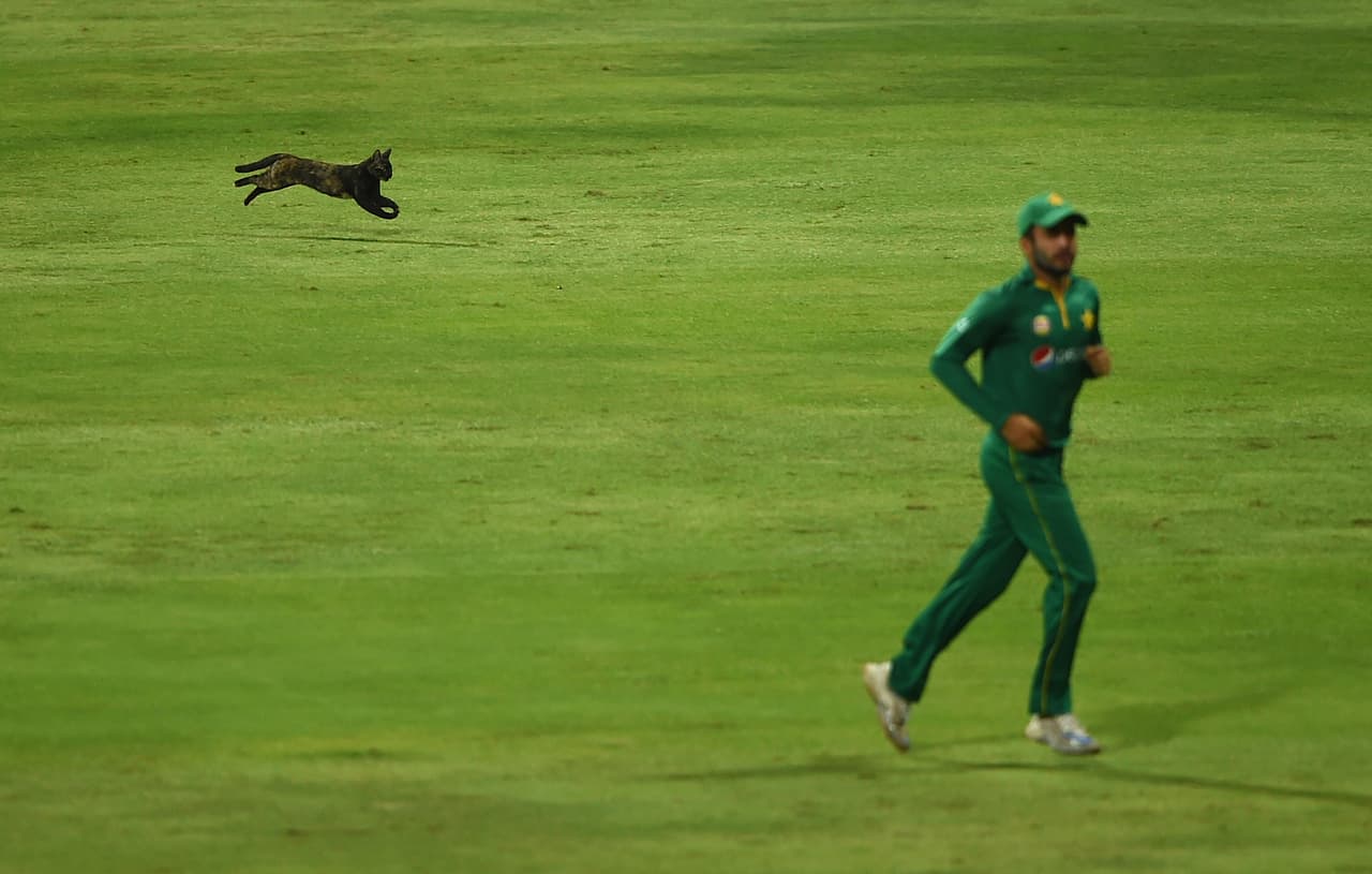 Durante un partido de cricket entre Paquistán y las Indias del Oeste, un gato se atravesó por el campo en el Estadio de Cricket Zayed en Abu Dhabi.