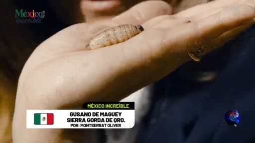 México increíble: El gusano de maguey
