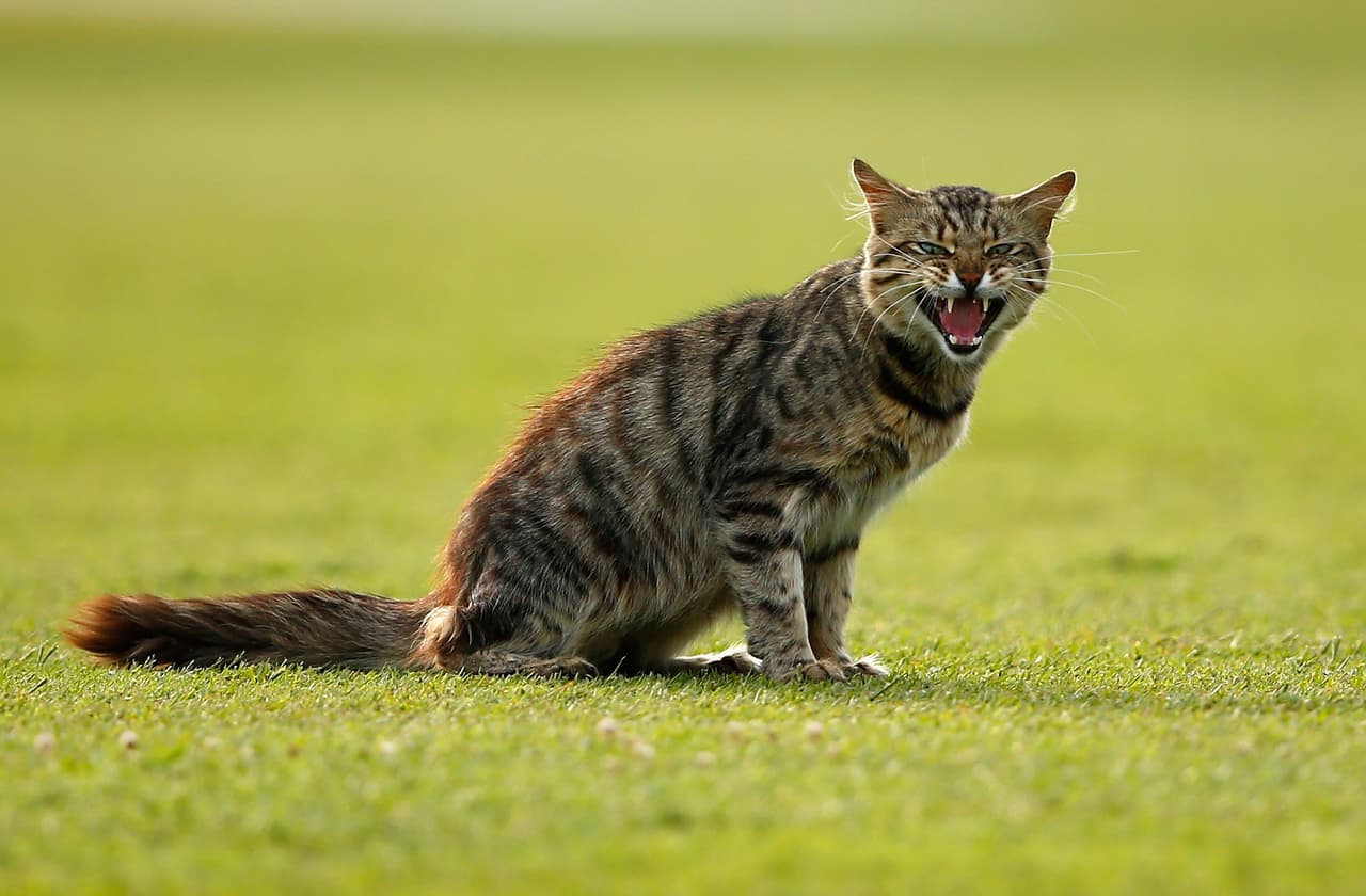 Este hermoso felino se atravesó a la cancha Durante un partido entre Sudáfrica e Inglaterra en el Estadio Sahara Kingsmead en diciembre del 2015 en Durban Sudáfrica.