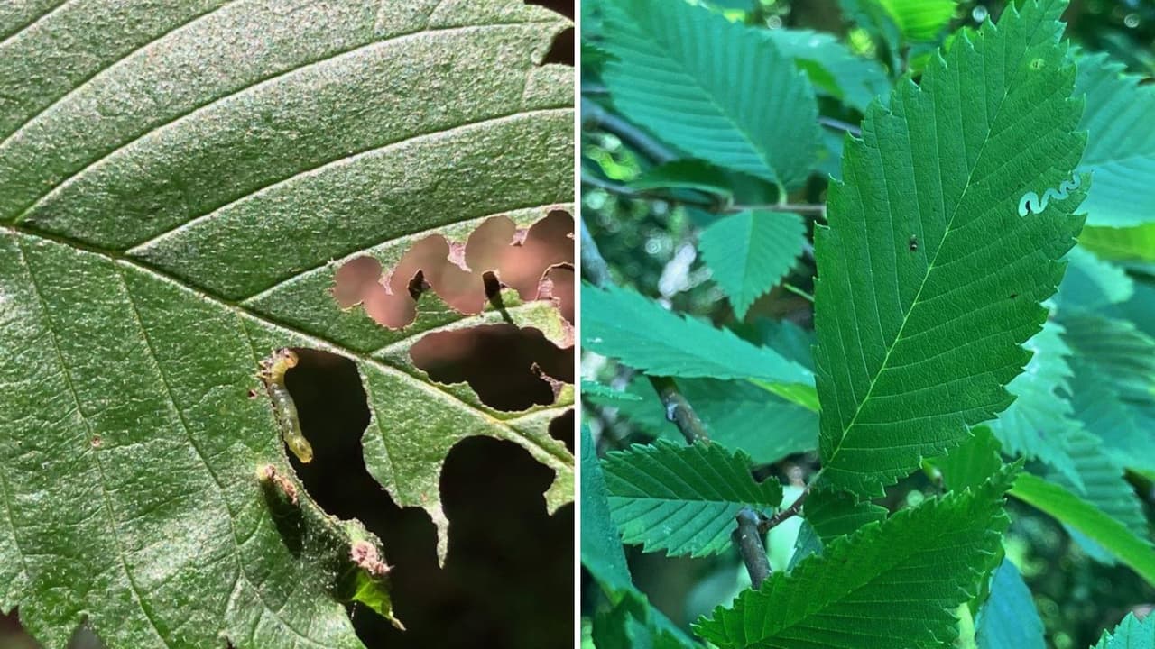 Un insecto proveniente de Asia es la nueva plaga que amenaza a los árboles de Nueva York