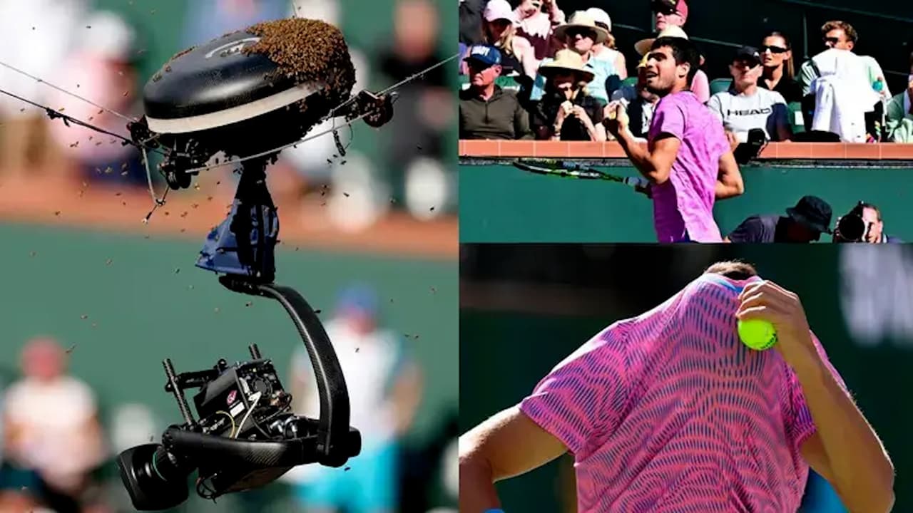 Abejas invaden juego entre Alcaraz y Zverev