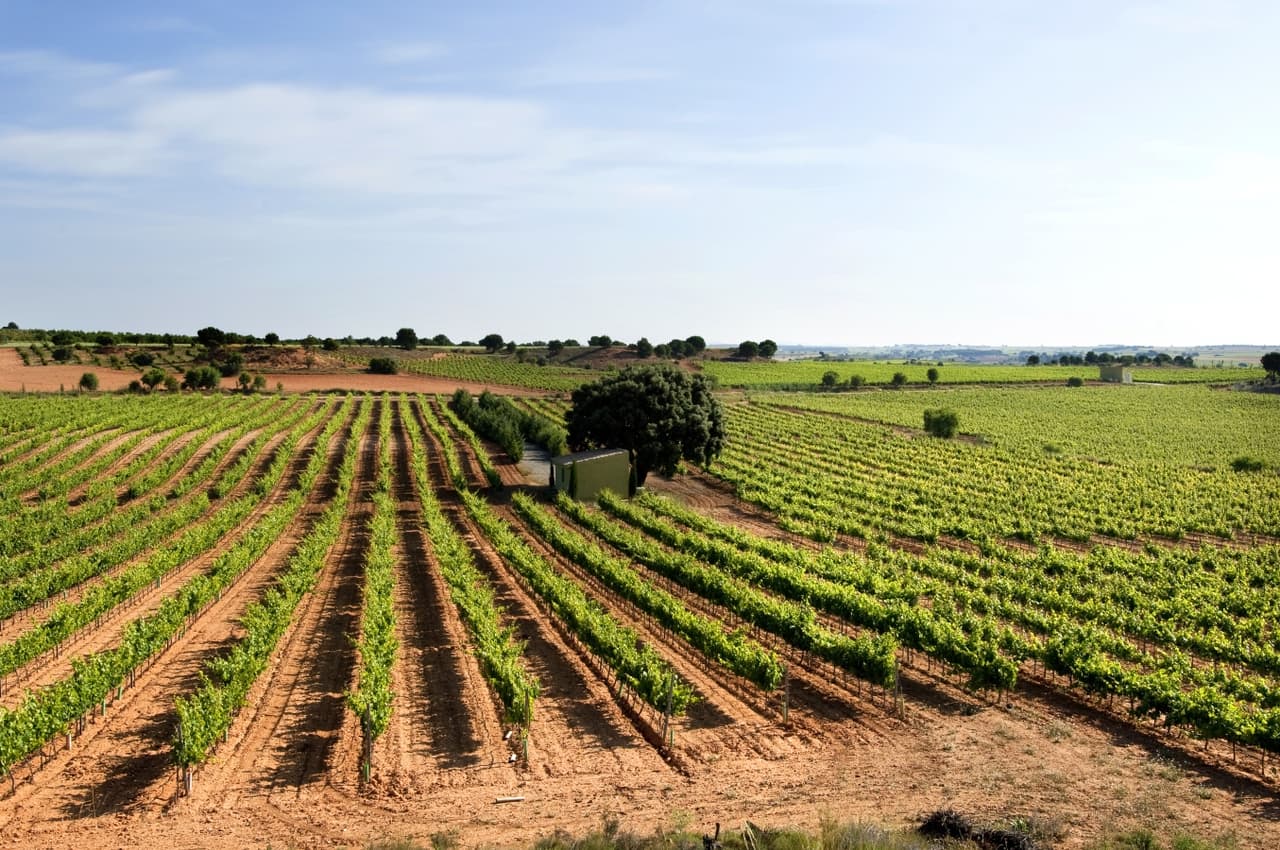 La enorme plantación de Bodega Iniesta está ubicada enntre las cuencas de los ríos Cabriel y Júcar, en la Provincia de Albacete, Comunidad de Castilla-La Mancha.