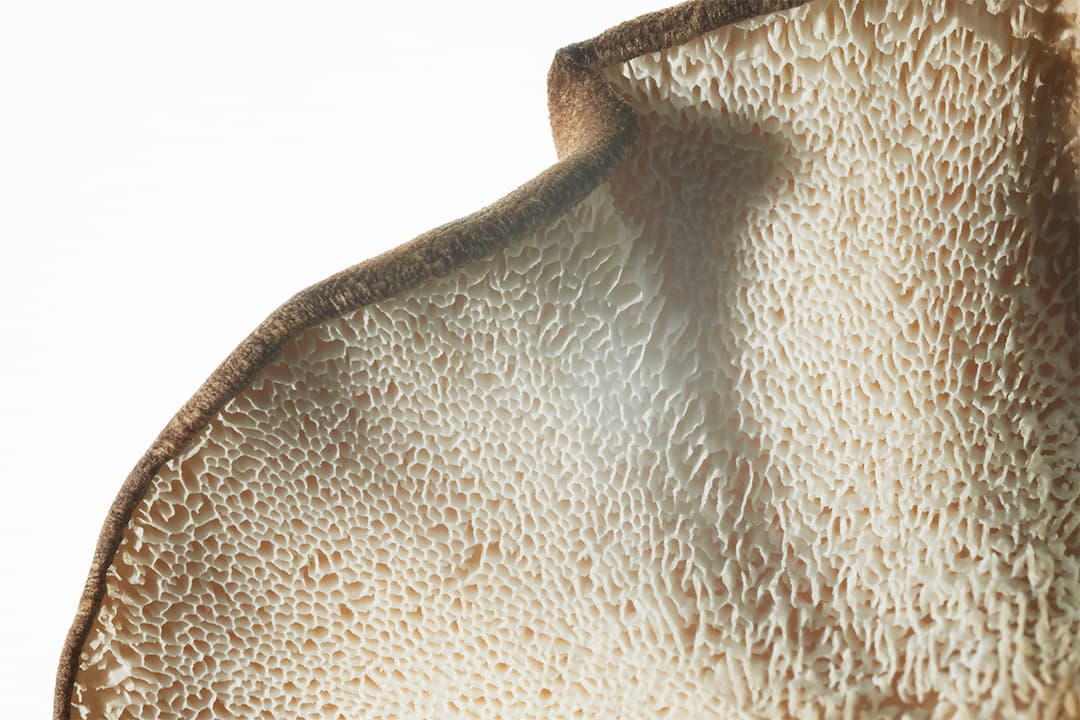 "La introducción de Mylo como un nuevo material es un gran paso adelante en nuestra ambición audaz de ayudar a acabar con los residuos plásticos", dijo Amy Jones Vaterlaus, directora global de futuro de Adidas.