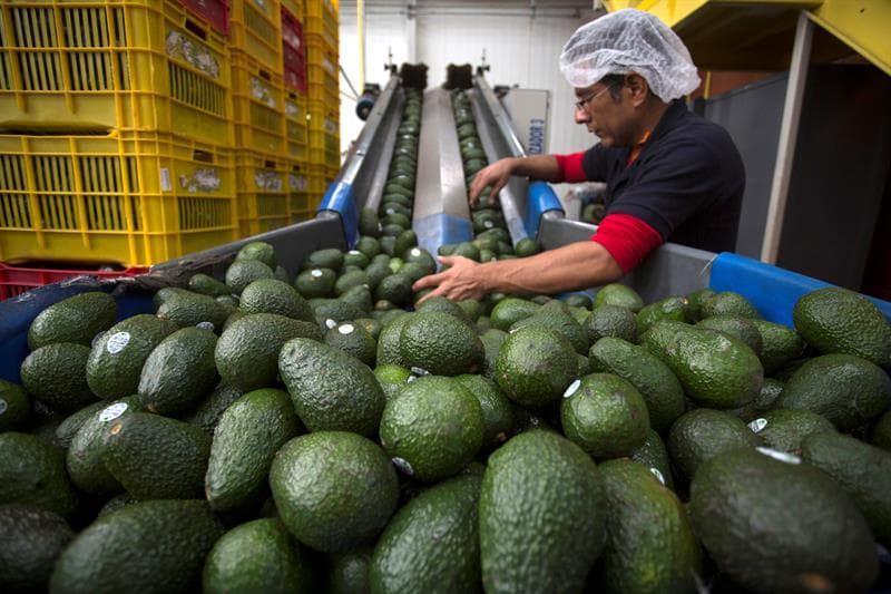 La franja de producción de aguacate se centra en el estado de Michoacán, donde se produce principalmente el aguacate Hass, variedad de tamaño mediano y un peso cercano a los 350 gramos por unidad.