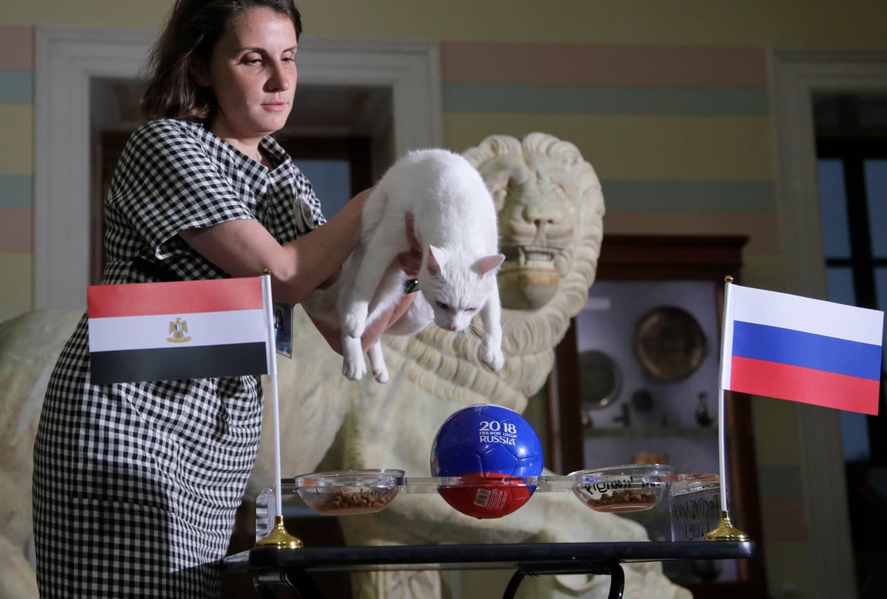 Para que se sepa cuál es el ganador, se le ponen dos platos de comida y es el gato quien va hacia el que será el que se imponga según sus predicciones.