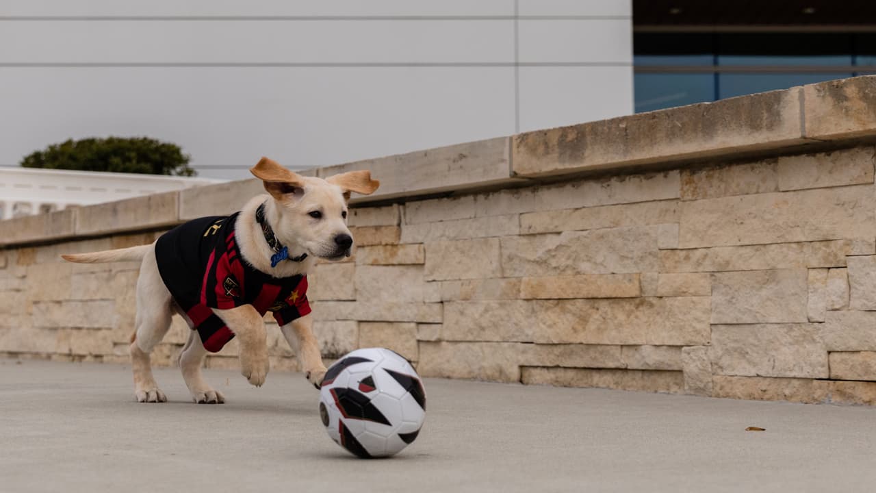 Él es Spike, el perro que busca servir como entrenamiento de perros y porta con gusto la playera del Atlanta United. Su misión es ayudar en algún momento a ayudar a un veteranos que lo necesiten.