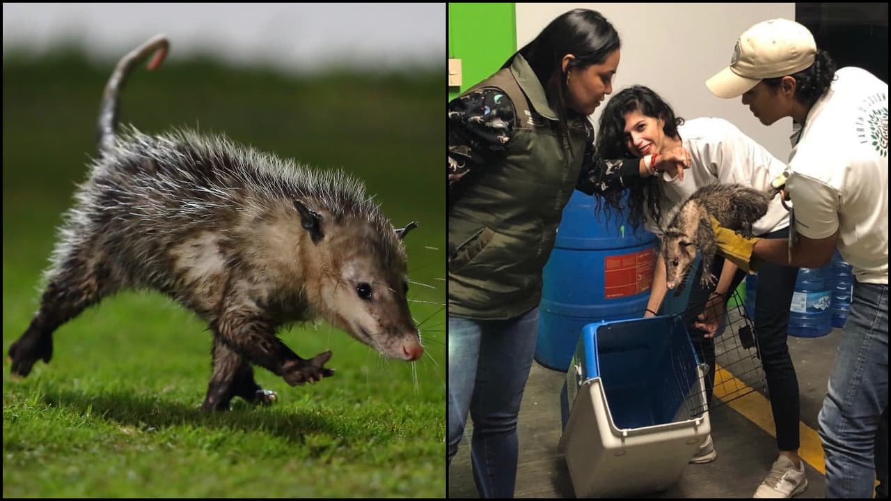 Un tlacuache se atravesó durante un partido en el estadio de Veracruz, partido entre Tiburones Rojos y Puebla.