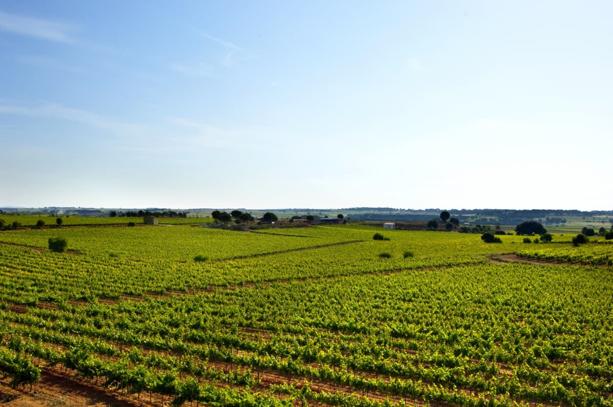 En los campos de su propiedad han logrado cultivar más de 120 clases de uvas, tanto nacionales como internacionales, de la mejor calidad.