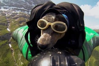 Cuando los perros vuelan