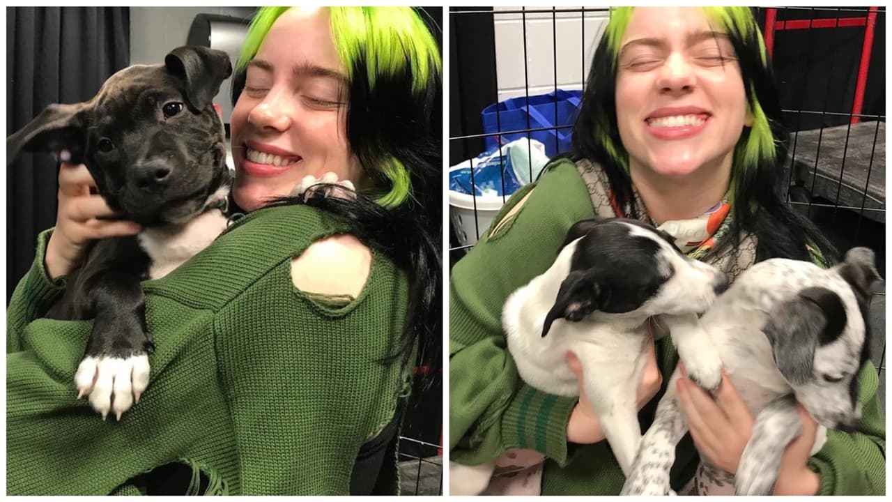 Estos perritos en adopción en Miami le dieron la bienvenida a la cantante Billie Eilish  