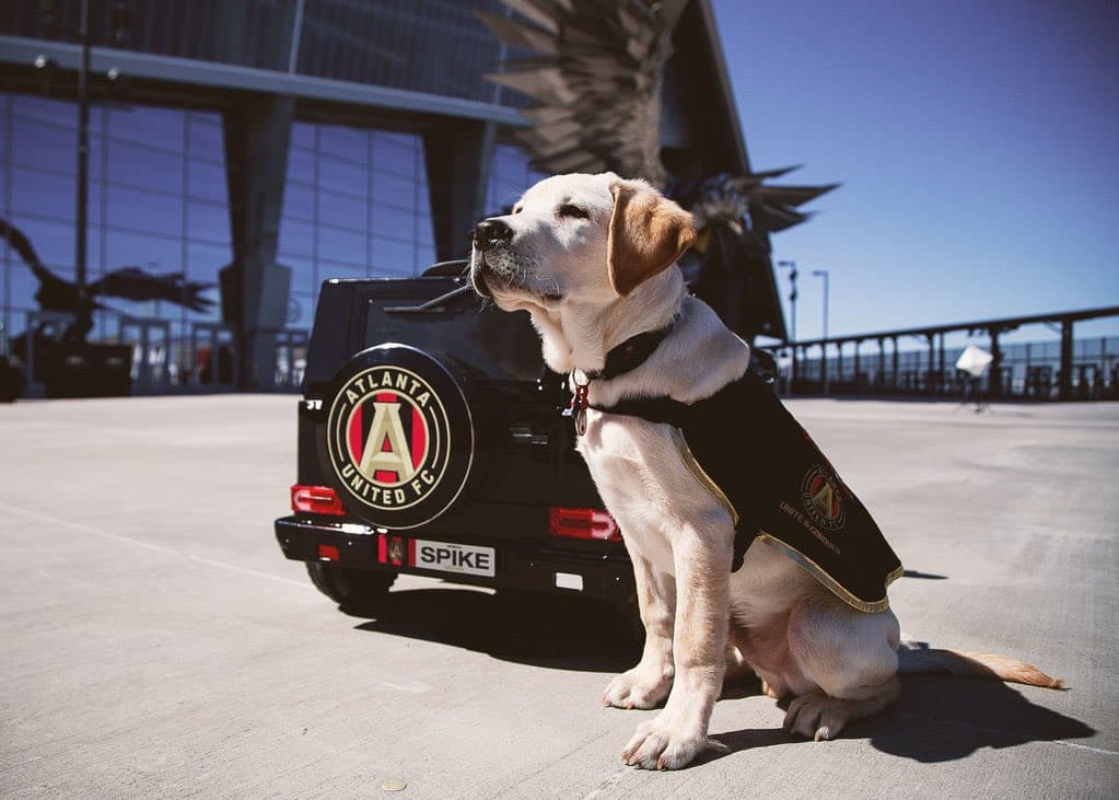 Él es Spike, el perro que busca servir como entrenamiento de perros y porta con gusto la playera del Atlanta United. Su misión es ayudar en algún momento a ayudar a un veteranos que lo necesiten.