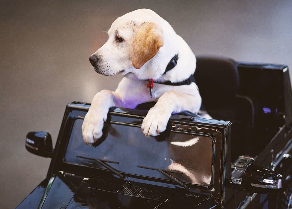 Él es Spike, el perro que busca servir como entrenamiento de perros y porta con gusto la playera del Atlanta United. Su misión es ayudar en algún momento a ayudar a un veteranos que lo necesiten.