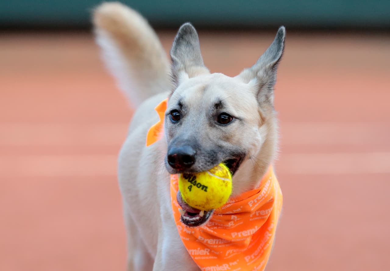 Perros abandonados se convierten en recogepelotas del Abierto de Tenis de Brasil