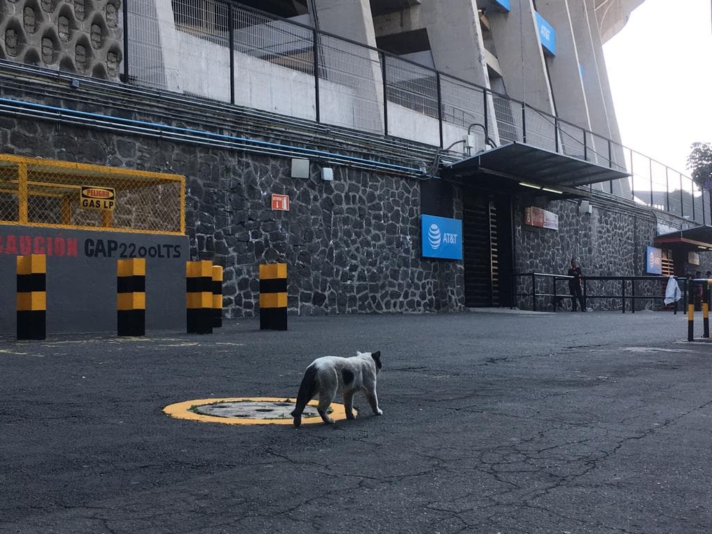 ¿Tendremos otro invitado especial en la 
<a href="https://www.univision.com/deportes/futbol/liga-mx/" target="_blank">Liga MX</a> además del tlacuache jarocho?