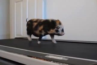 Un cerdo se convierte en instructor de ejercicio cardiovascular 