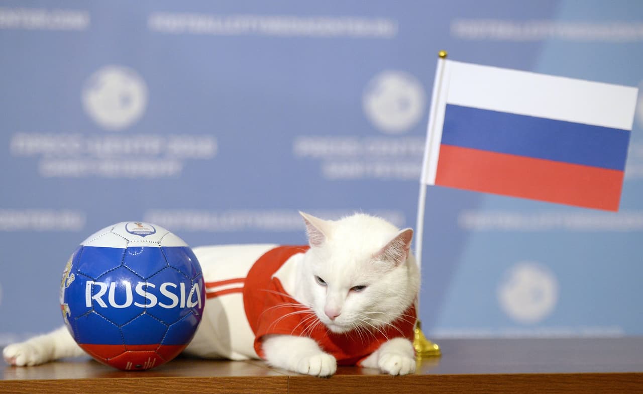 El gato Achille es prácticamente el símbolo de los pronósticos mundialistas en Rusia.