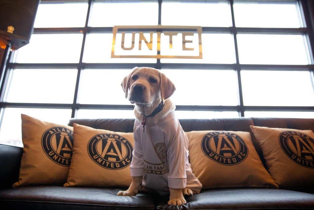 Él es Spike, el perro que busca servir como entrenamiento de perros y porta con gusto la playera del Atlanta United. Su misión es ayudar en algún momento a ayudar a un veteranos que lo necesiten.