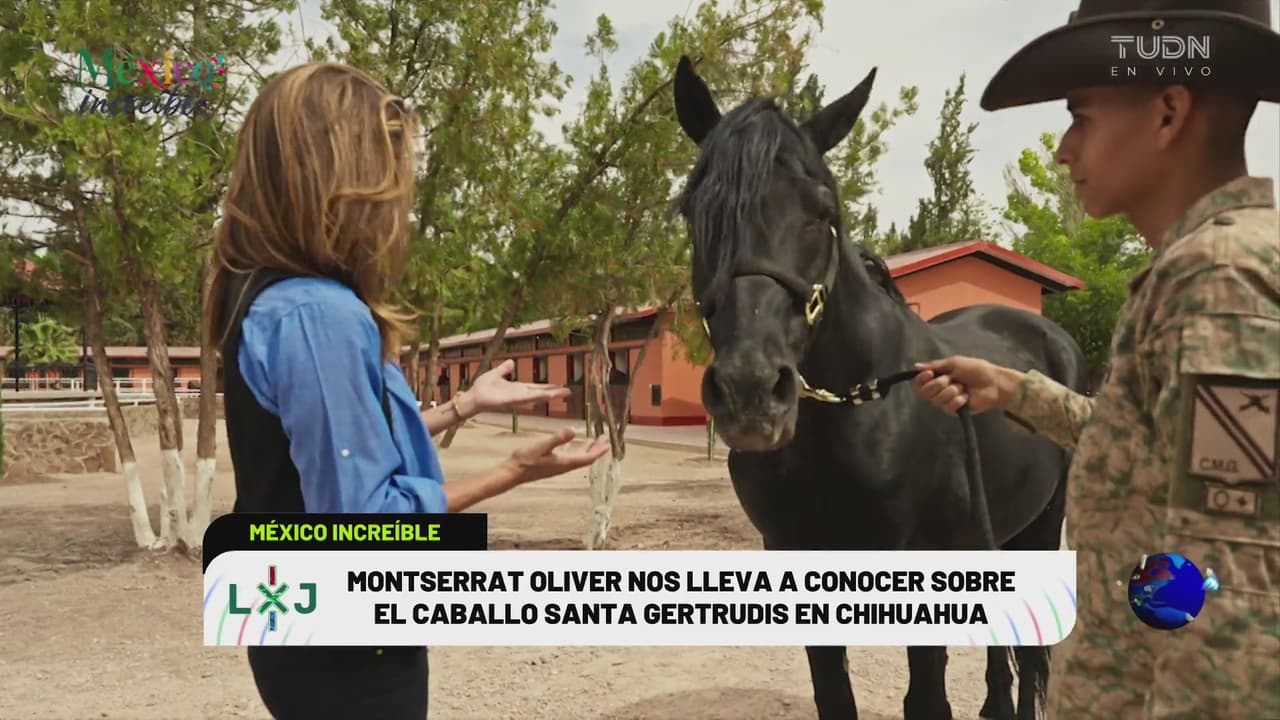 México es increíble: El caballo Santa Gertrudis