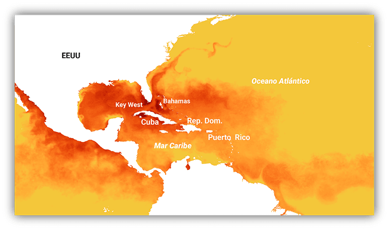 El peligroso fenómeno que sufren los corales de Florida por las altas temperaturas del agua
