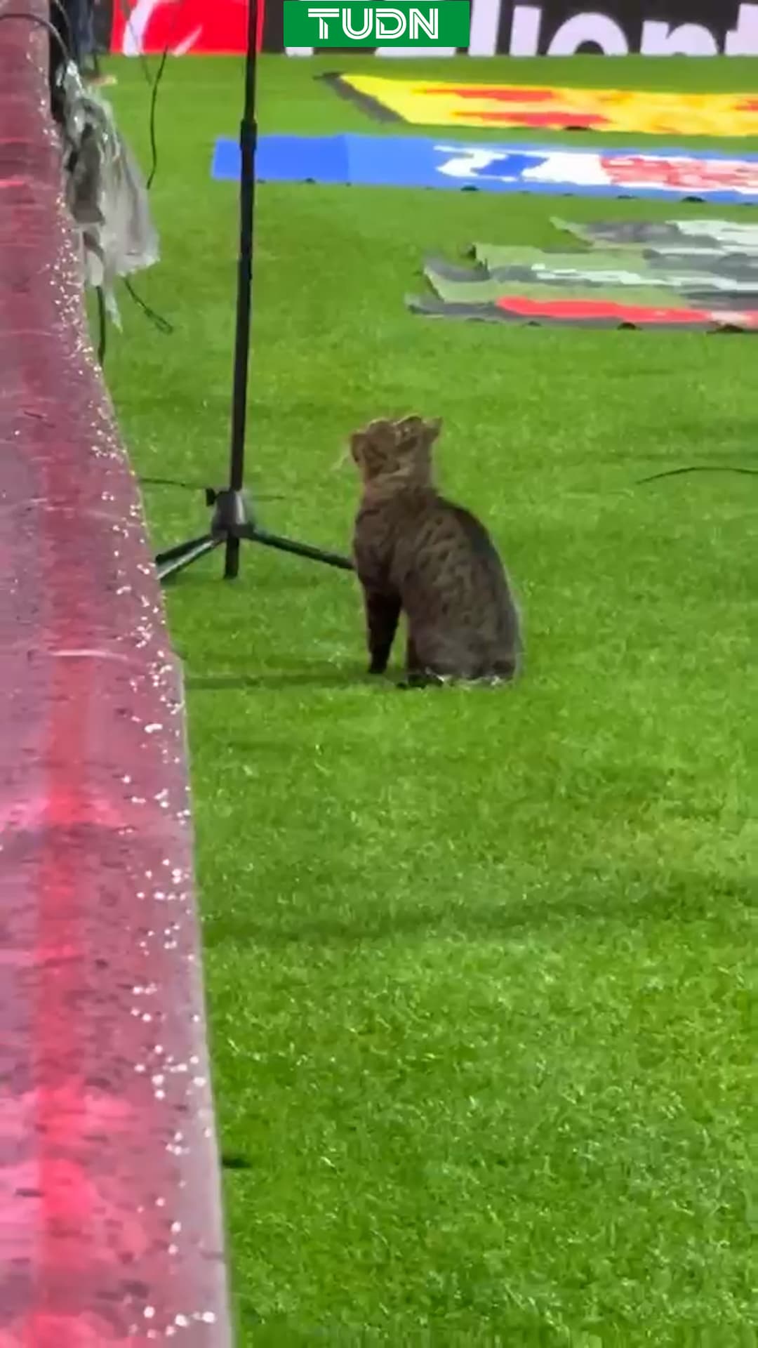 ¡Quería jugar! Mascota se 'cuela' a la cancha para el Atlante vs. Pachuca
