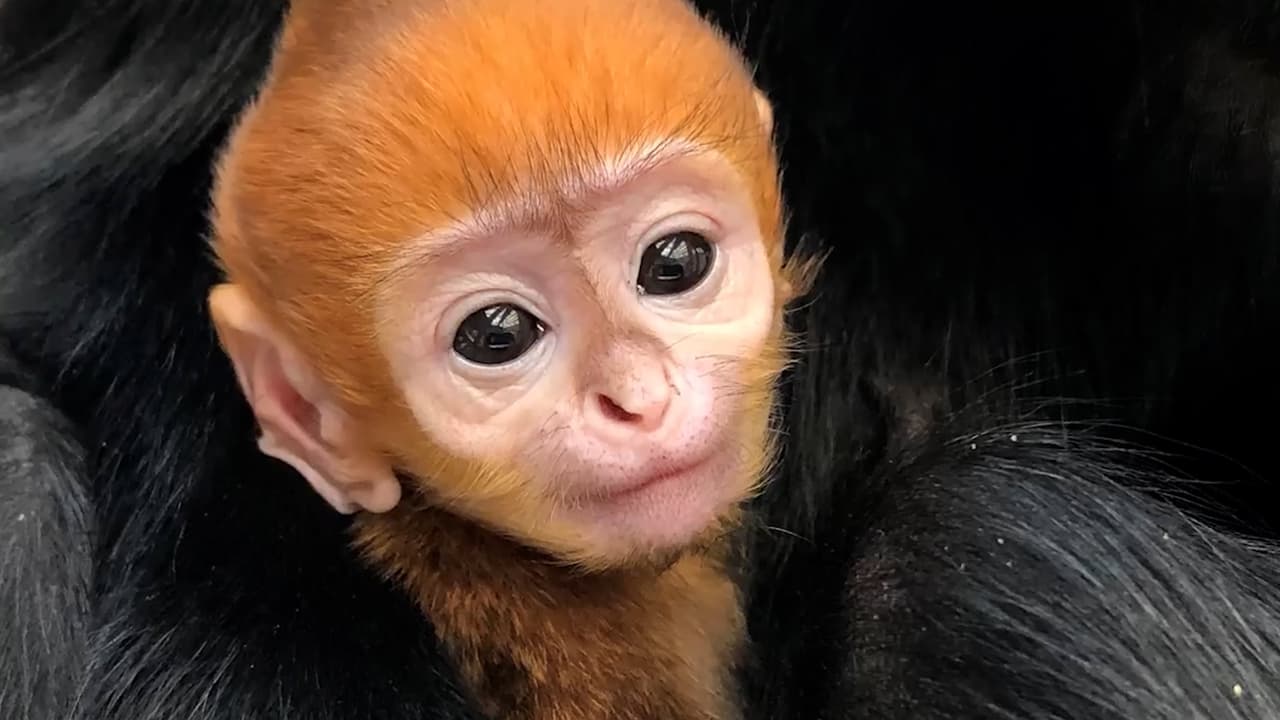 El zoológico de Filadelfia da la bienvenida al primer bebé langur y es adorable 