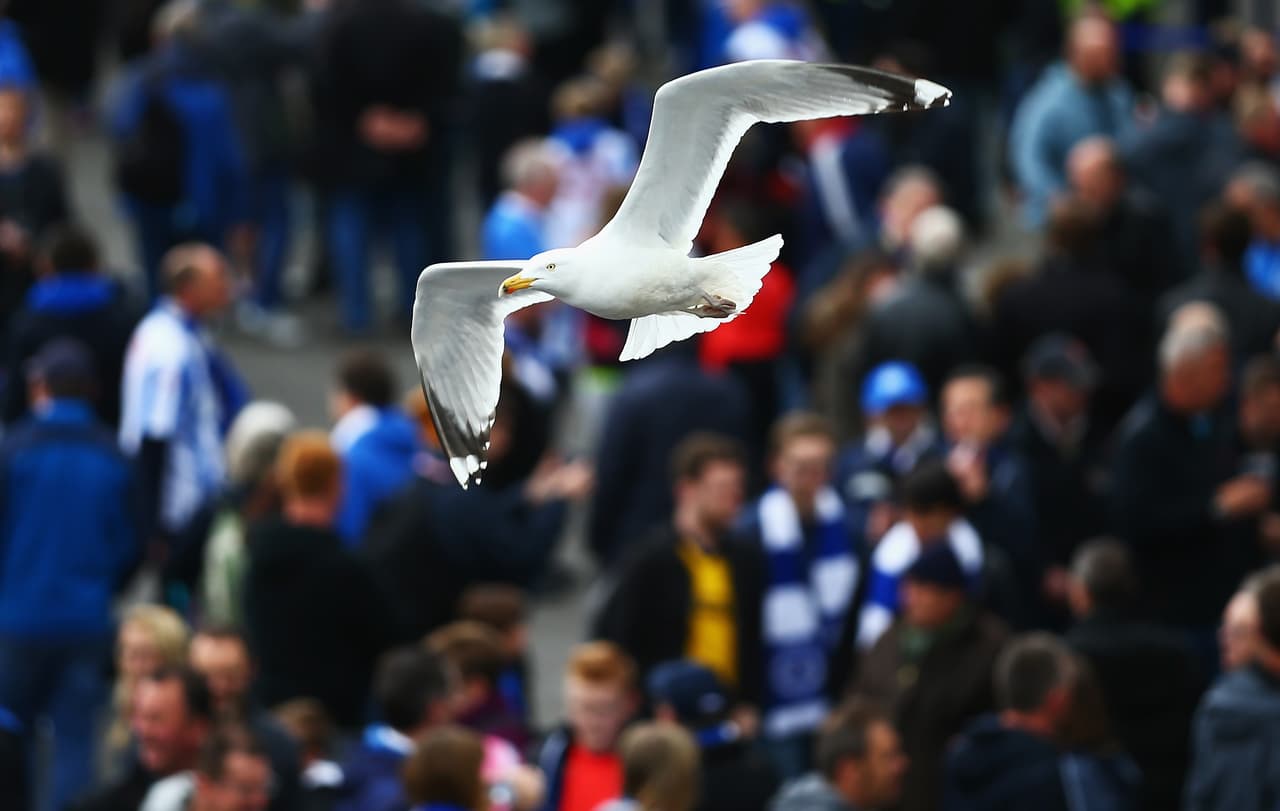 Brighton está en el sur de Inglaterra y su apodo es el de 'Las Gaviotas'.