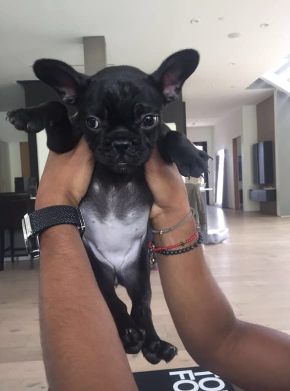 A esta hermosa cachorrita bulldog francés le dieron la bienvenida en casa del futbolista del LA Galaxy de la MLS, 
<b>GIOVANI DOS SANTOS.</b>