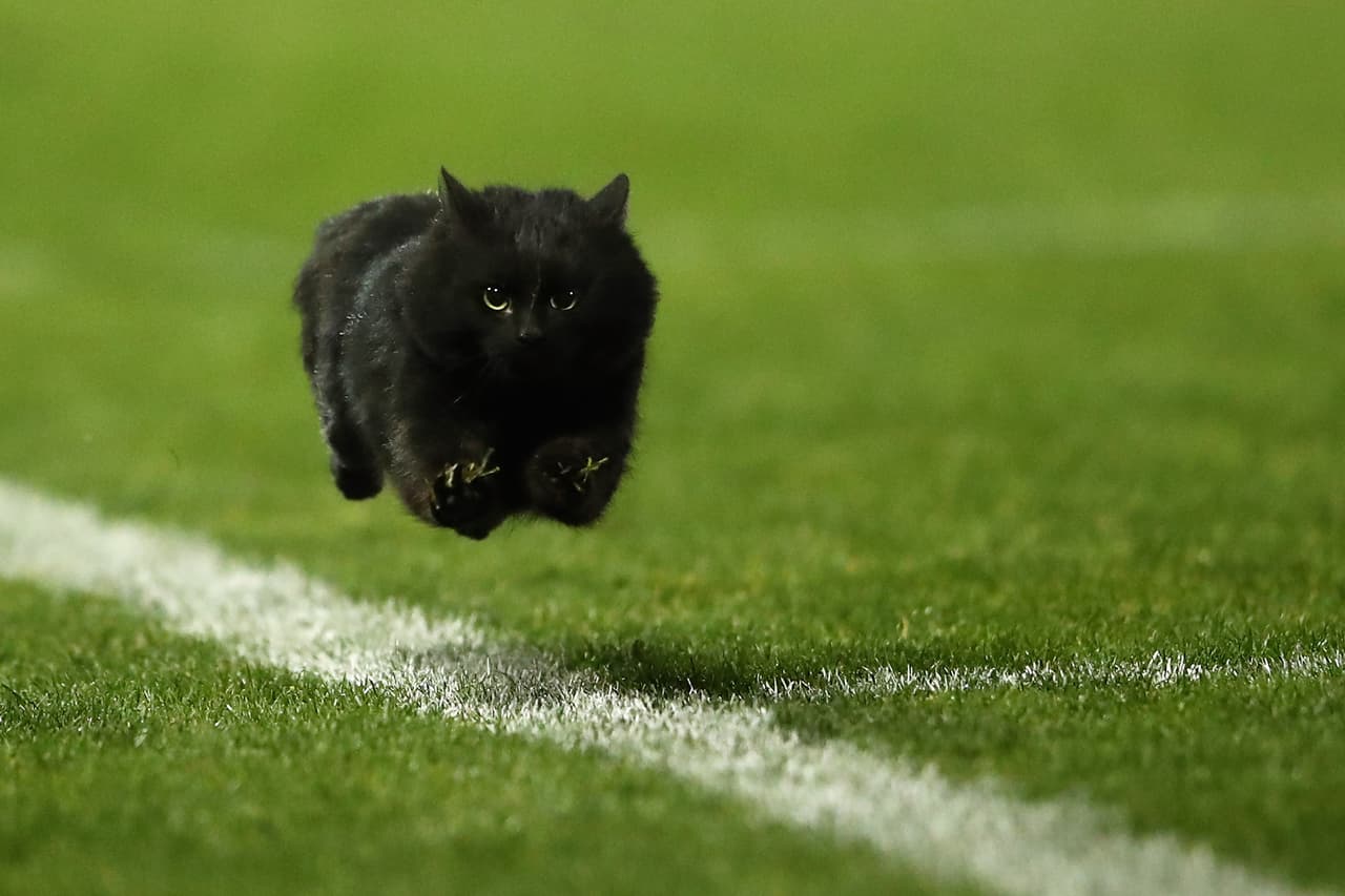 En Sydney, Australia, un gatito negro se atravesó durante un partido de la NRL entre Penrith Panthers y cronulla Sharks en el Estadio Pepper en julio del 2016.