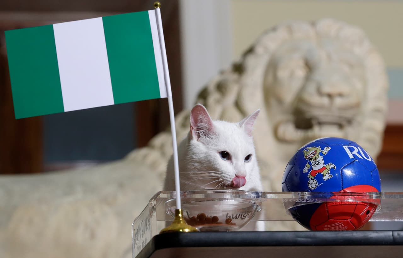 El animal pitoniso se vio completamente convencido de su decisión y para el desconcierto de los argentinos su efectividad hasta ahora ha sido muy alta.