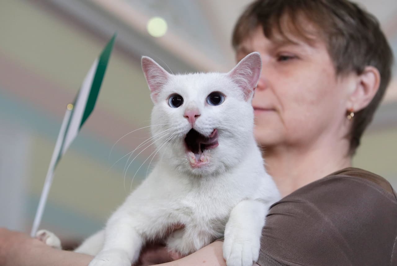 Aquiles se convierte en uno de los animales pitonisos que con esta predicción contra Argentina espera convertirse en una de las revelaciones de Rusia 2018.