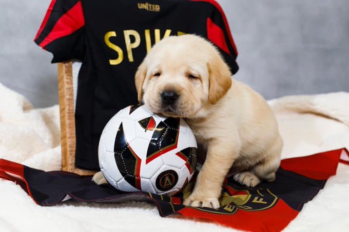 Nada de eso... El 10 de Atlanta United FC acaba de conocer a Spike, el nuevo fichaje estrella de 'las Cinco Bandas'.