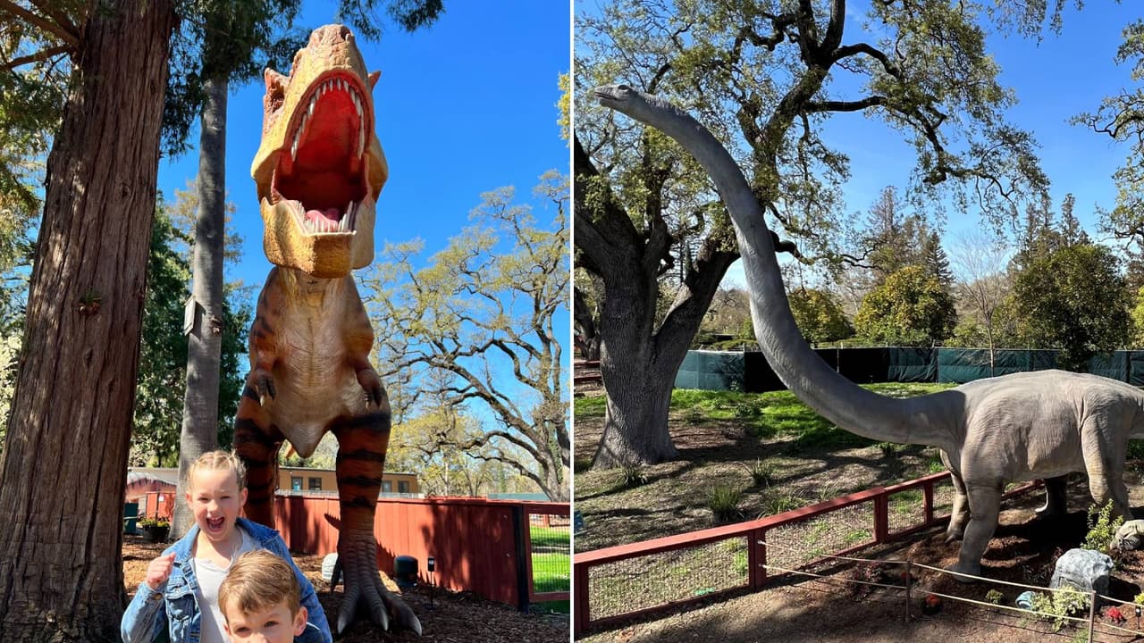 Dinosaurios llegan al Zoológico de Sacramento; disfrútalos en este safari