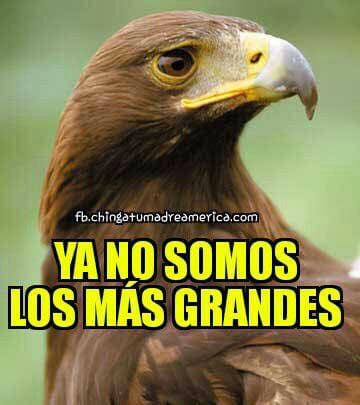 El Guadalajara volvió a levantar el título de la Copa MX al vencer en penales a Morelia y las burlas se centraron contra su odiado rival, el América.