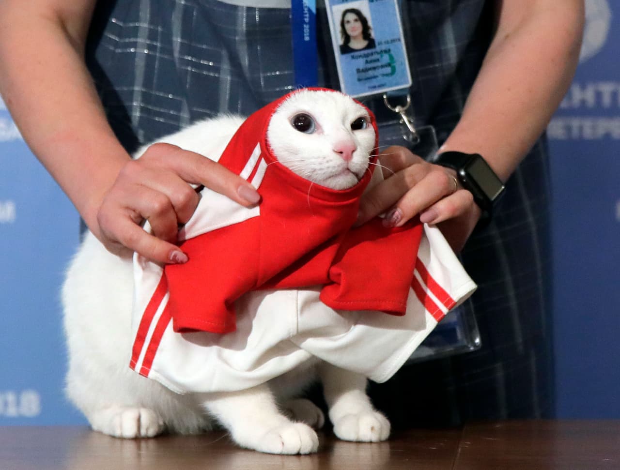 Este gato de ojos azules y cinco años de edad se caracteriza por su docilidad y por un detalle adicional: es sordo.