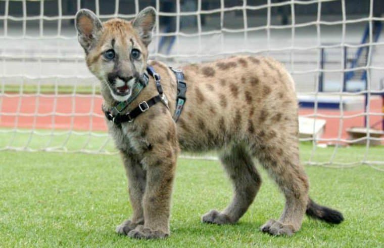 La nueva mascota de los Pumas.
