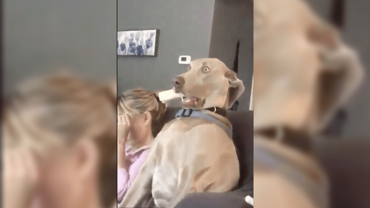 El momento que se vive entorno a New England, Tampa Bay y sus jugadaores, se convierte en algo de mucha diversión ¡No te los pierdas!