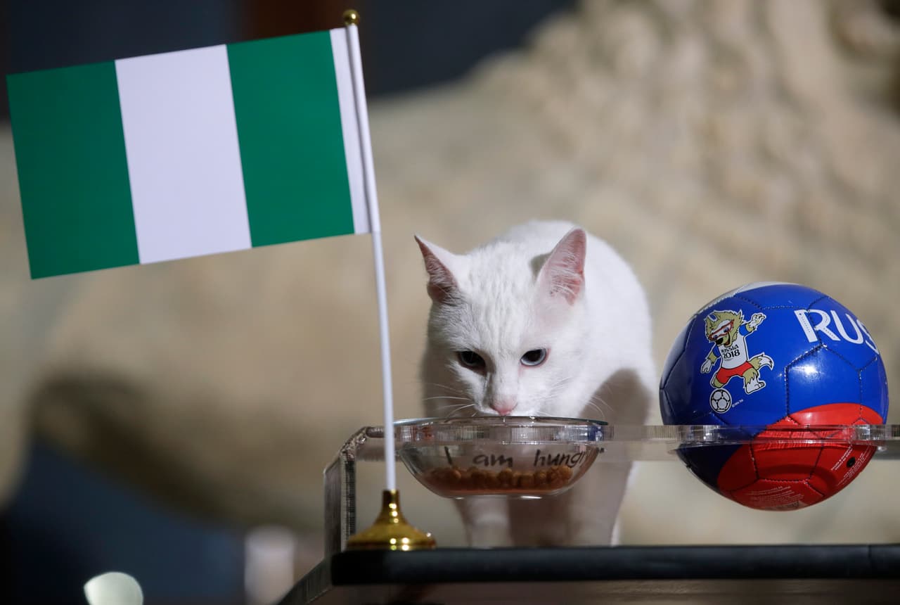Aquiles es un gato que se ha convertido en celebridad por su capacidad para adivinar resultados de los partidos durante el Mundial de Rusia 2018, que ahora se inclinó a Nigeria contra Argentina.